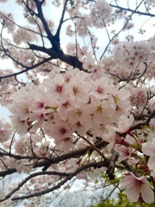 桜